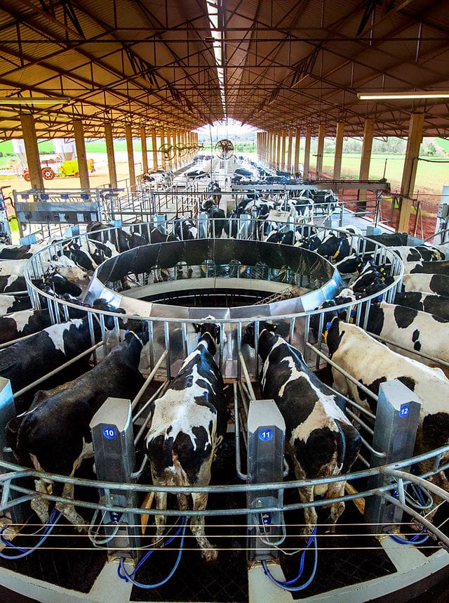 Sala de ordenha rotativa - Tecnologia Metal Milk em operação